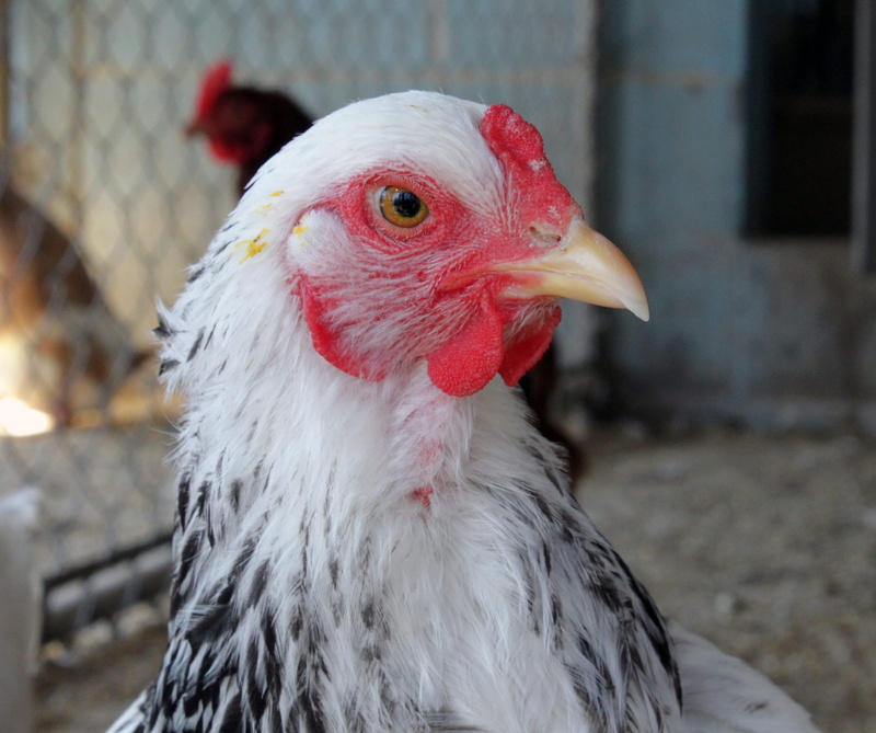 breed, wing, outdoors, animal eye, domestic, focus on foreground, brahma, farming, feather foot, crazy, closeup, fluffy, adorable, beak, livestock, white