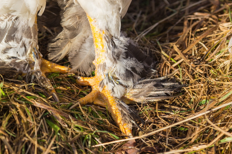 nature, animal body part, domestic, agriculture, softness, animal head, poultry, pets, no people, close-up, field, range, mammal, chickens, animal themes