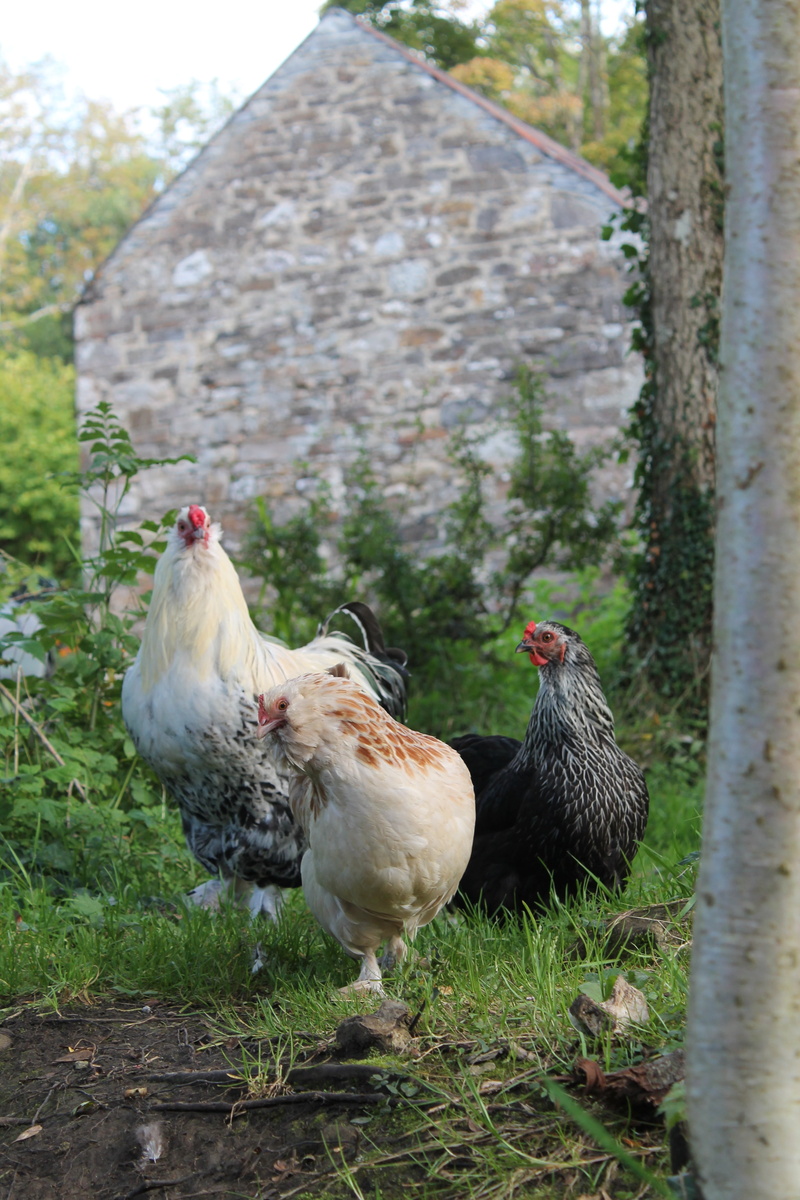 animals, hen, no people, bird, poultry, domestic, pets, group of animals, animal themes, chicken - bird, farmyard, chicken, animal, livestock, brahma, nature