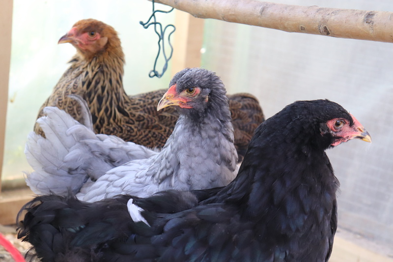 no people, brahma rooster, livestock, day, brahma chicken, group of animals, chicken, vertebrate, animal, outdoors, domestic, chicken - bird, two animals