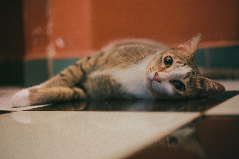 abyssinian, relaxation, whisker, 5K, cat, black, domestic cat, mammal, pet, orange, pets, red cat, laying down, animal themes, indoors, eyes, selective focus