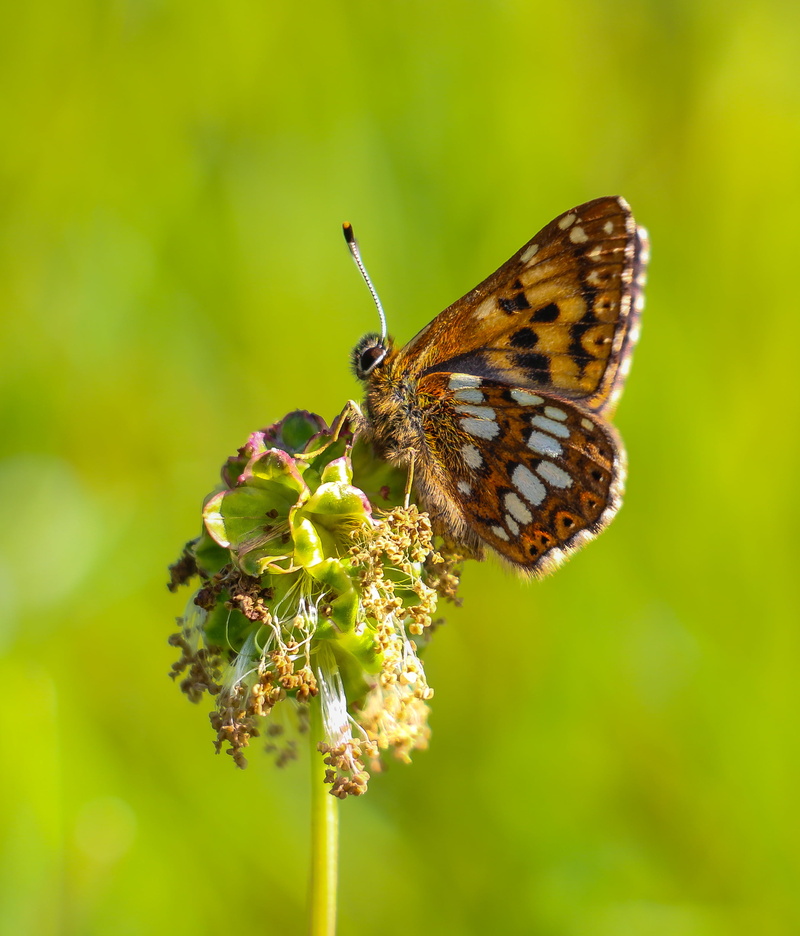 Giants, black, brown, insect, butterfly - Insect, Duke of Burgundy, wild, animal Wing, burgundy, Hill, flower, Cerne Abbas, summer, black butterfly, multi Colored