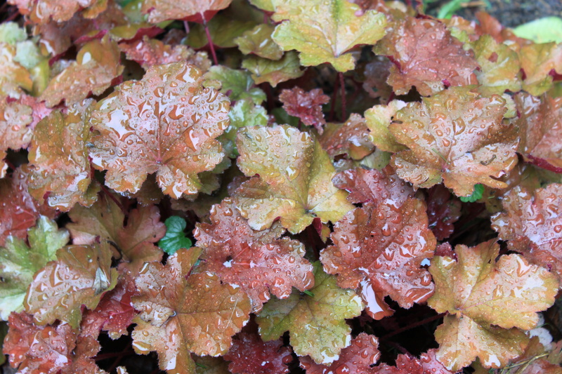 shade, coral bells, still life, coral, wellbeing, undersea, food and drink, freshness, rain, business, healthy eating, flower, heuchera, full frame, green