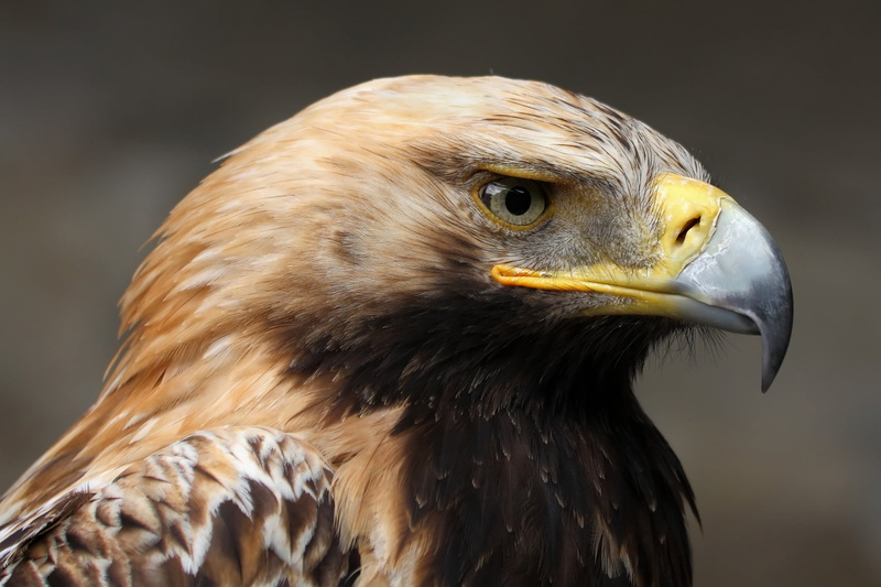 Imperial eagle (Aquila heliaca), 1080P, look, portrait, calm