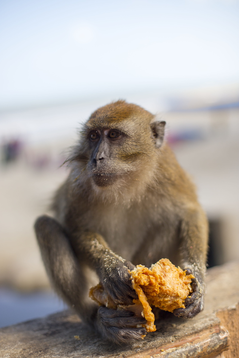 animals in the wild, mammal, one animal, sitting, close-up, vertebrate, kfc, animal wildlife, primate, sea, focus on foreground, no people, looking away
