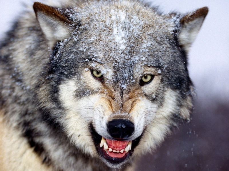nature, art, hd, 480P, animals, wolves, angry, x, Winter