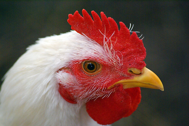 rooster, Mr, white, Rooster Booster, poultry, bird, nature, agriculture, livestock, egg, cock, booster, chicken, red, macro, eggs, farm, chicken - Bird