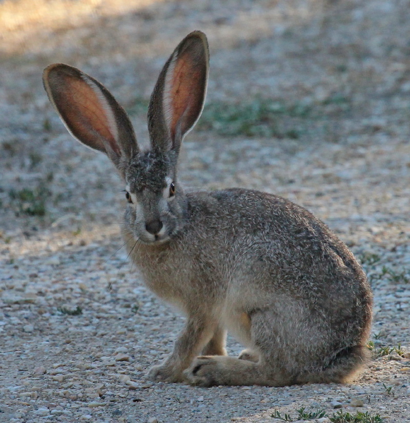sitting, domestic animals, outdoors, wildlife, black, day, full length, field, rabbit, no people, animal wildlife, mammal, looking, hare, cute, portrait