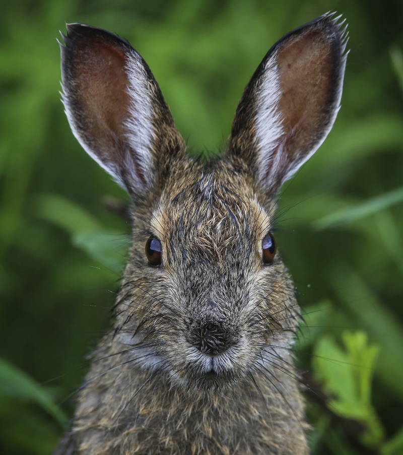 herbivorous, plant, close-up, looking at camera, outdoors, animal wildlife, fur, head, rabbit, animal ear, 2K, rabbit - animal, furry, no people, animals in the wild