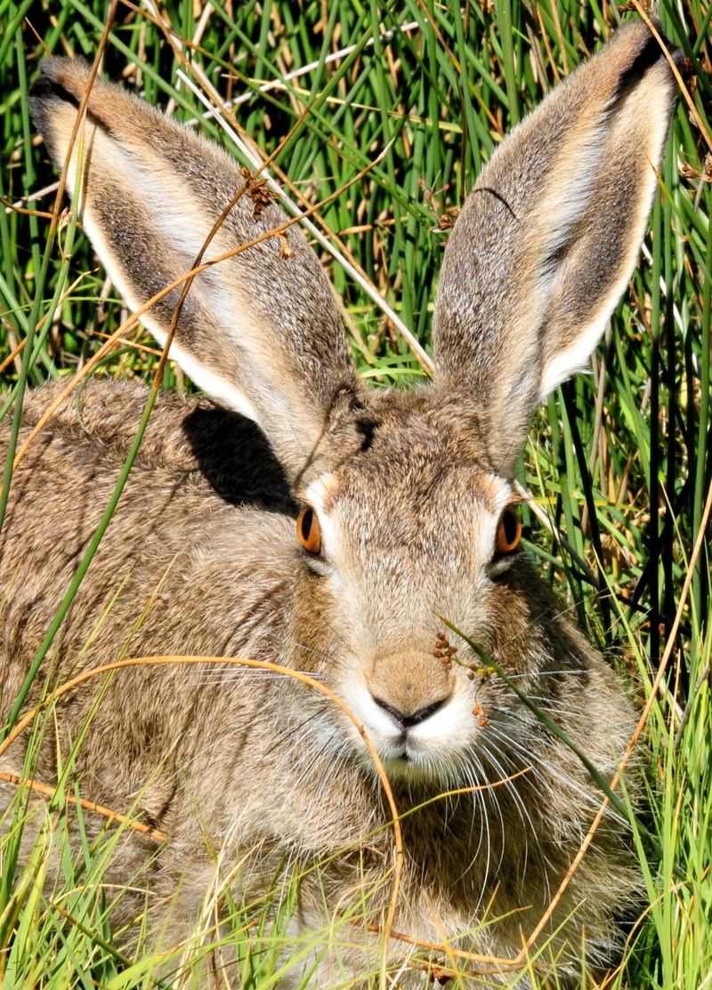 animal themes, land, animal, wildlife, no people, macro, bunny, fur, field, brown, ears, animal head, outdoors, whisker, face, portrait, mammal, plant