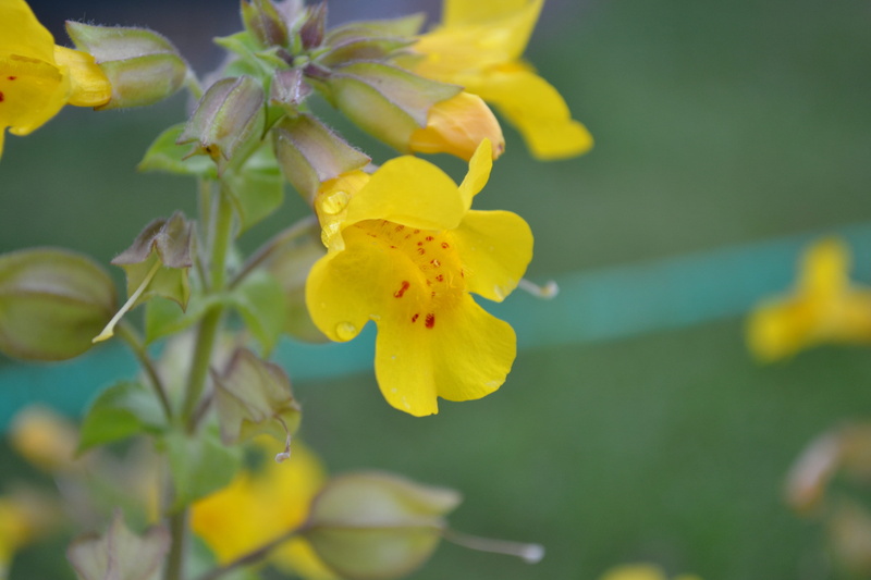 plant, wild flower, day, Mimulus, Musk, growth, freshness, flower, close-up, vulnerability, petal, spreading plant, blossom, Monkey Flower, 4K, red spots