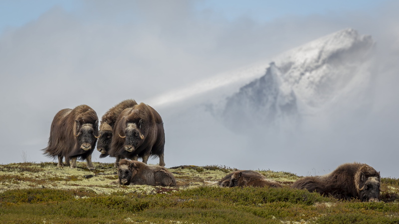 Norway, Dover, 4K, the musk oxen, musk oxen