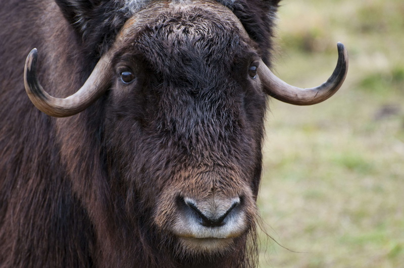 looking at camera, cattle, domestic animals, animals in the wild, animal themes, one animal, nature, 4K, domestic, strength, herbivorous, animal wildlife
