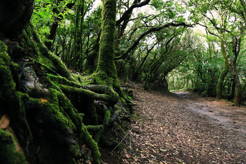 trees, land, trunk, plant, beauty in nature, lush foliage, footpath, tranquility, 5K, druid, rainforest, scenics - nature, non-urban scene, tranquil scene