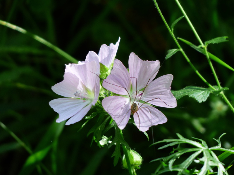 malva moschata, focus on foreground, day, light pink, flower, vulnerability, petal, malvoideae, inflorescence, helllila, white color, bloom, nature, malvaceae