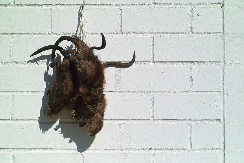 brick, vertebrate, domestic, pets, day, hanging, musk rat, domestic animals, animal, wall, hunting, wall - building feature, no people, musk, mammal, domestic cat