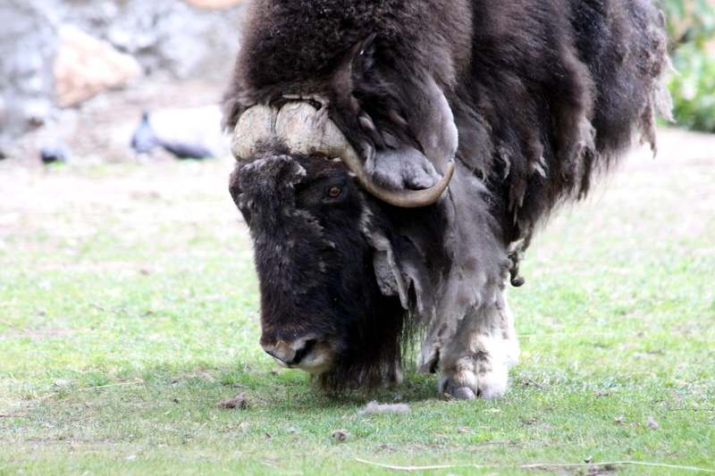 animal wildlife, mammal, fauna, one animal, russian animal, aggression, the horn of africa, animal themes, livestock, closeup, outdoors, ovibos moschatus