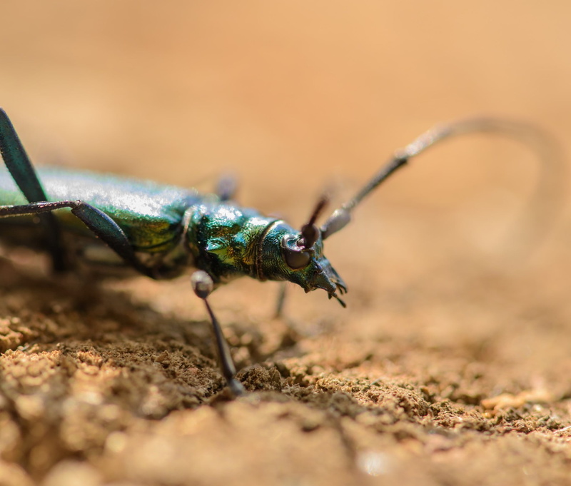 animal body part, insect, close-up, no people, summer, animals in the wild, life, beetle, detail, sunlight, zoology, sun, side view, invertebrate, 1080P