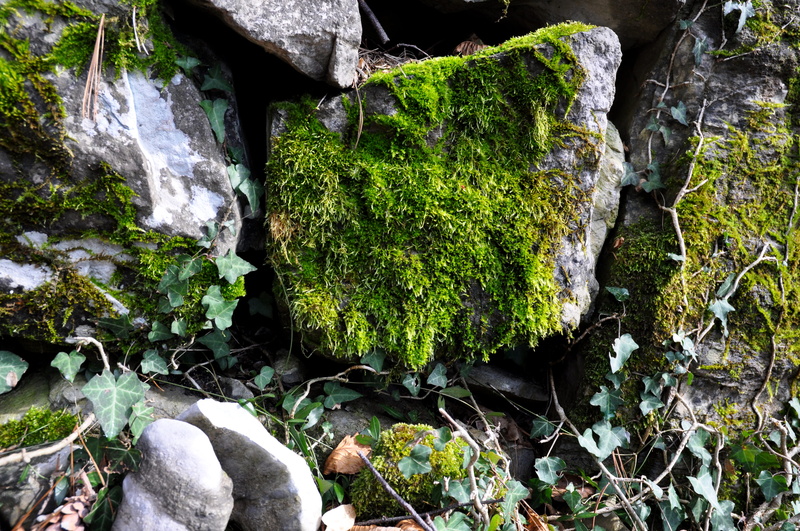 flowing water, rocks, musk, moss, rock - object, no people, land, solid, plant part, forest, growth, nesso, plant, green, beauty in nature, tree, nature