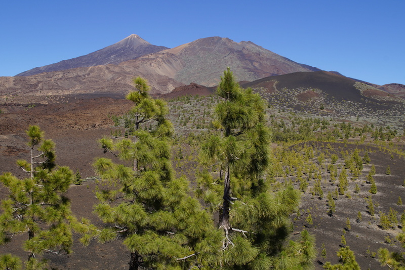 nature, the canary pine, mountain range, unreal, pinus canariensis, tranquil scene, day, volcanism, mountain peak, pine, Teide National Park, 5K, spain