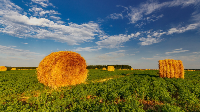 meadow, hay, field, grassland, rural area, straw, agriculture, 4K, russia, sky, blue sky, ryazan, horizon, prairie, daytime, farm, crop, grass, pronsky