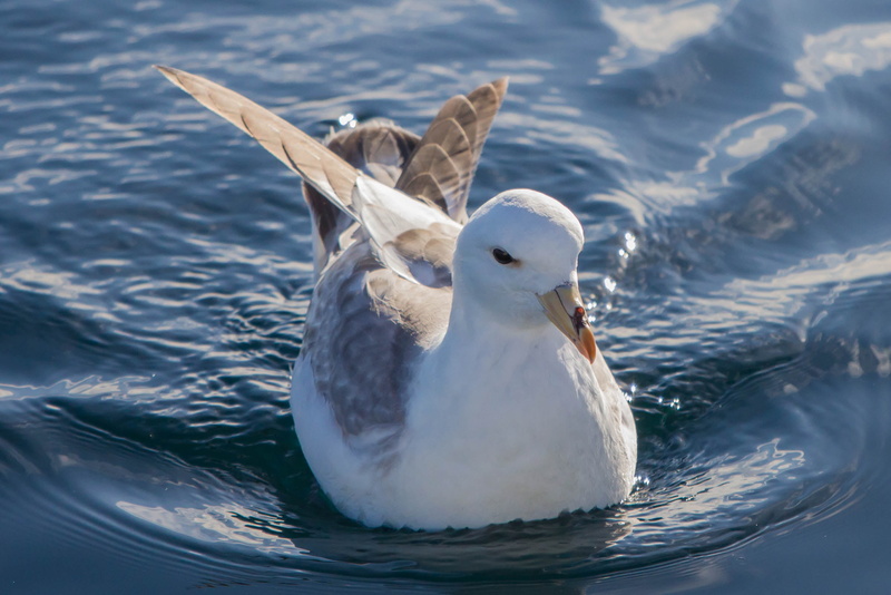 animal, body, nature, sea, white, daytime, United States, bird, fulmarus glacialis, glacialis, body of water, 2K, fulmar, northern, seagull, wildlife