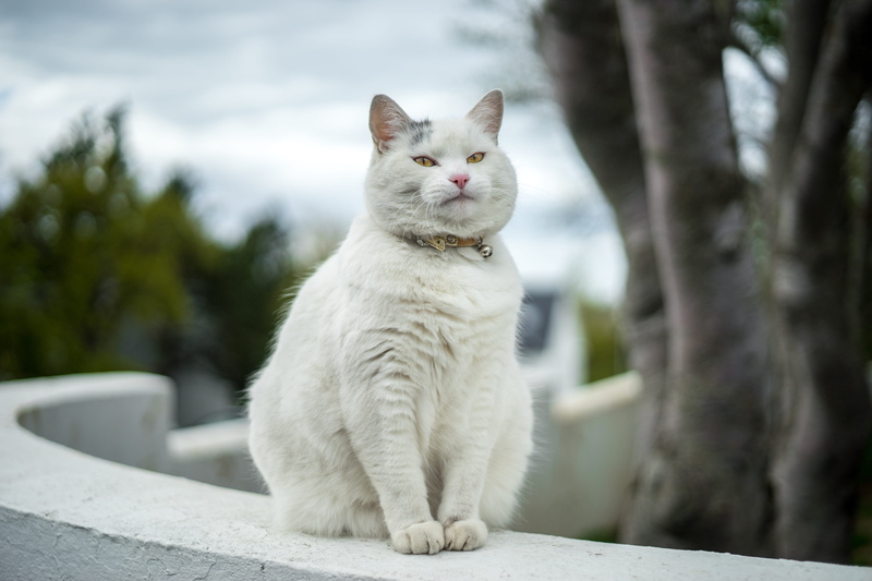 reykjavik, focus on foreground, domestic animals, catsofreykjavik, white color, tree, day, cat, domestic, vertebrate, feline, iceland, pets, sitting, reykjavík