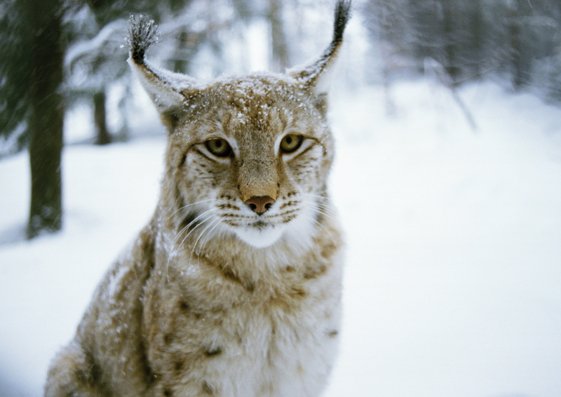 undomesticated Cat, bobcat, scandinavian, looking at camera, cold temperature, lynx, nordic Countries, fur, 2K, focus on foreground, wildlife, mammal