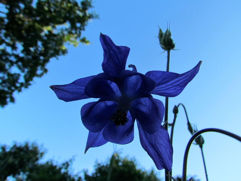 vulnerability, columbine, growth, nordic, house, plant, focus on foreground, scandinavia, culture, flowering plant, no people, freshness, scandinavian
