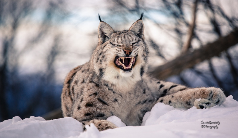 tree, white, animal wildlife, undomesticated Cat, mammal, snow, yawning, domestic animals, nature, animal themes, 2K, vertebrate, animal, gray, one Animal