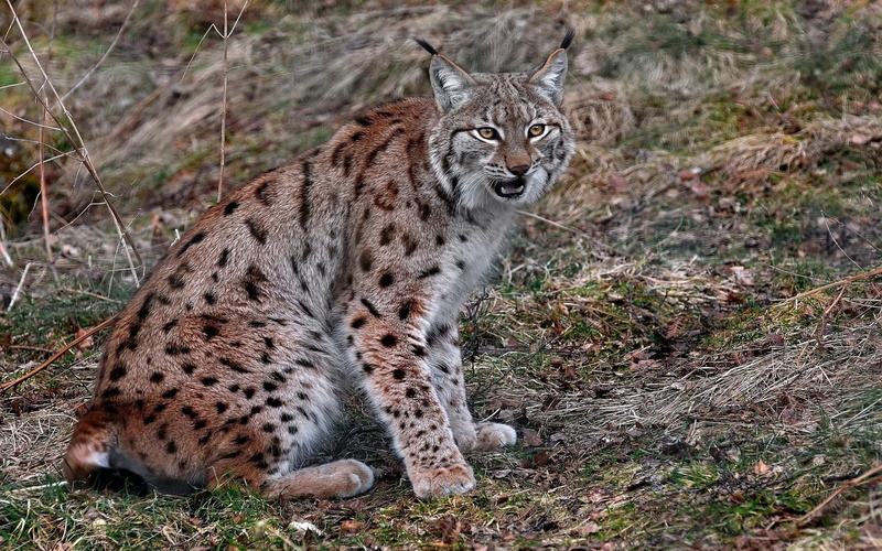 animals, eurasian, 1920x1200, eurasian lynx, 1080P, lynx, cat