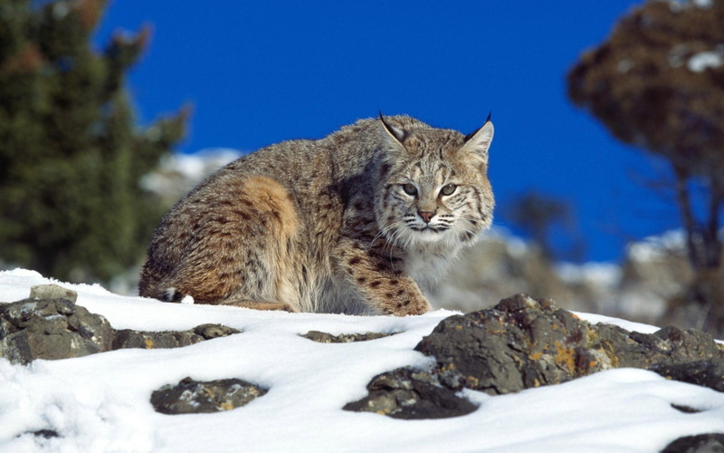 fur, looking, wildlife, winter, one Animal, white, domestic Cat, animal themes, mammal, snow, lynx, solid, domestic animals, portrait, sky, wildcat - Animal