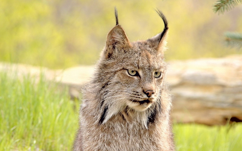 no people, lynx, looking, nature, undomesticated cat, mammal, animal head, vertebrate, animals in the wild, 1080P, animal, close-up, animal themes, eyes