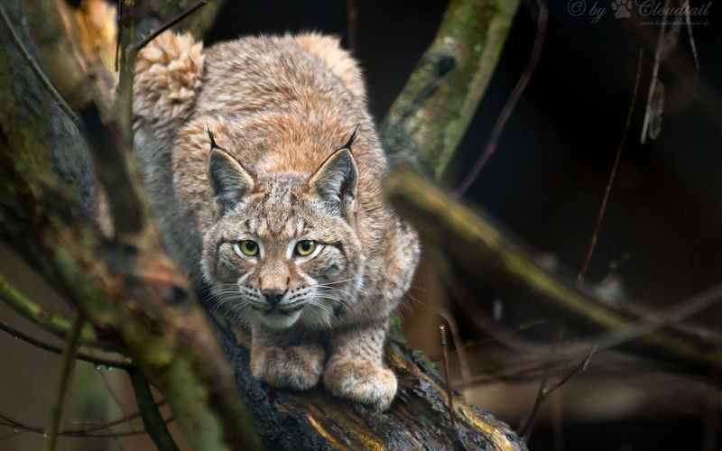 1080P, animals, lynx, hd, bobcat
