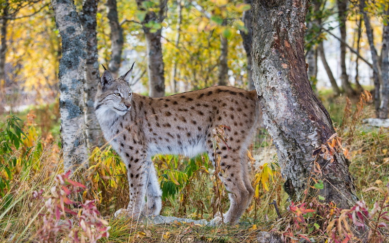 Autumn, 1080P, Forest, Lynx