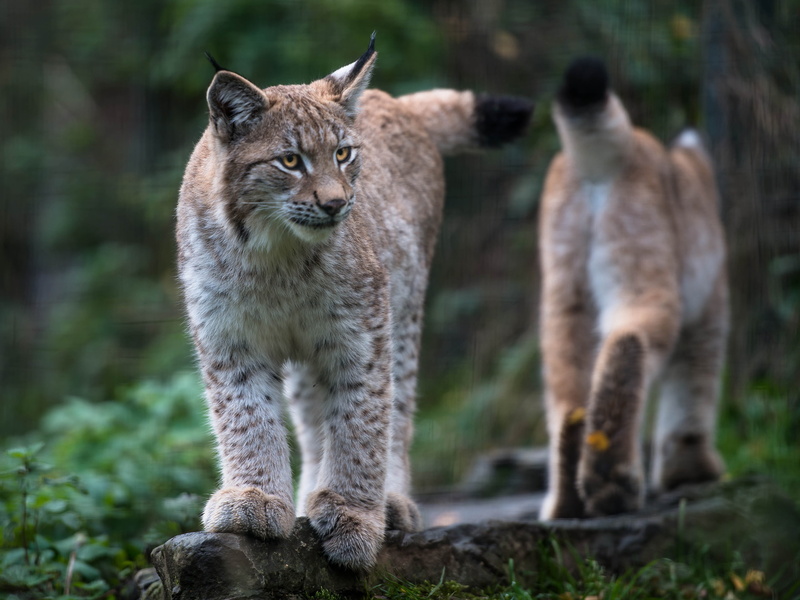 animals, lynx, 2K, brown, cat, bobcat, hd