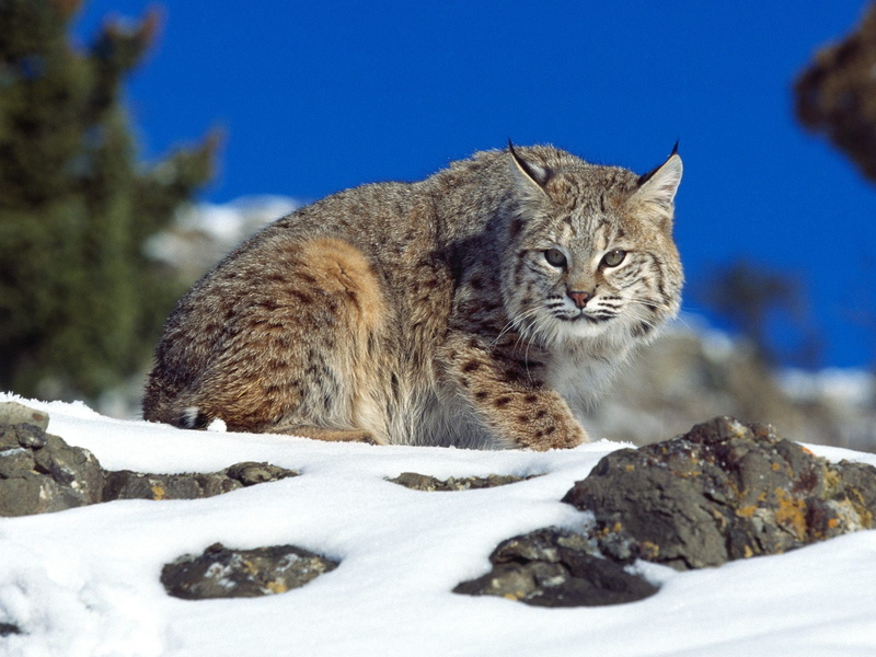 brown, lynx, animals, silver, 720P, cat, hd