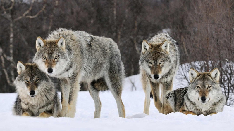 1080P, wolfpack, pack, wolves, winter, snow, animals