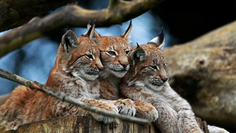 animals, lynx, 1080P, bobcat, hd