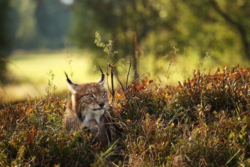 1080P, forest, white, Nature, animal, predator, wild, Autumn, lynx, gray