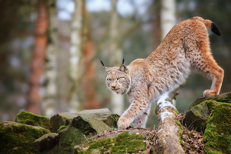 stones, a predator, lynx, 1080P
