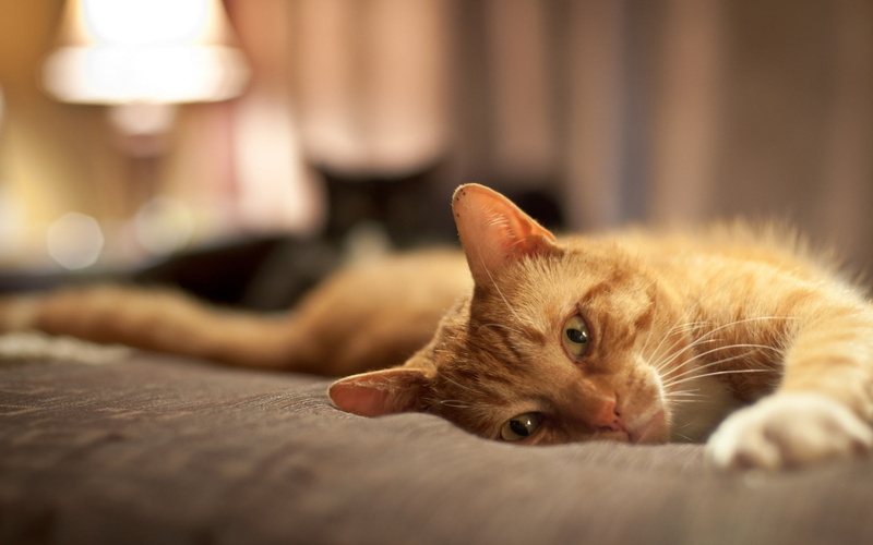 face, cute, lying down, animal themes, portrait, animal body part, relaxation, cats, humor, pov, animal eye, funny, eyes, ginger cat, 1080P, indoors, pets