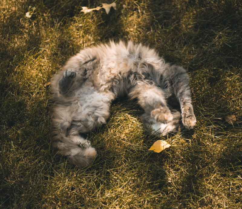 paw, resting, cute, vertebrate, domestic, animal themes, grass, cat, plant, animal, domestic animals, spaniel, palying in grass, fluffy, pet, dog, high angle view