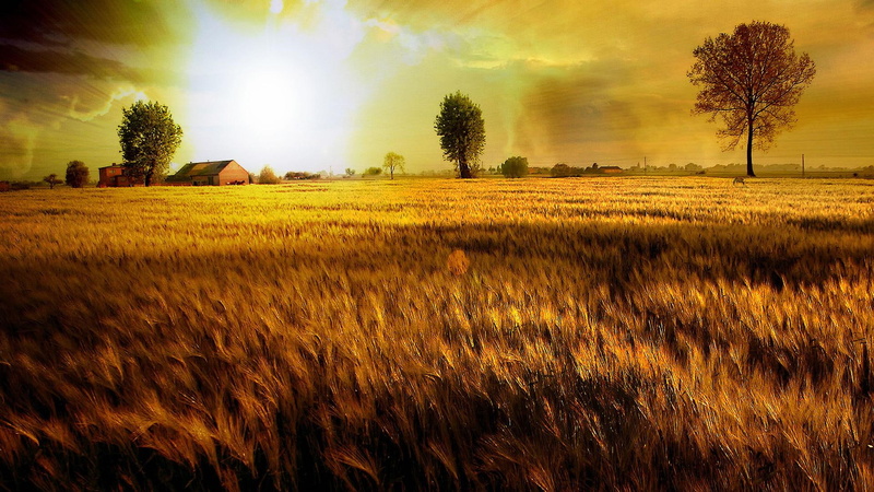 golden, golden fields, sunrise, trees, 3d and abstract, nature, skies, sunset, tree, wheat, fields, 1080P
