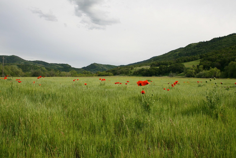 grass, poppies, 1080P, green, field, 3d and abstract