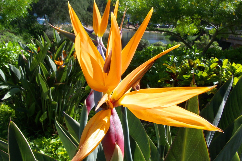 flowering plant, plant part, plant, inflorescence, no people, flower Head, nature, yellow, vulnerability, orange color, hawaii, bird of paradise - plant