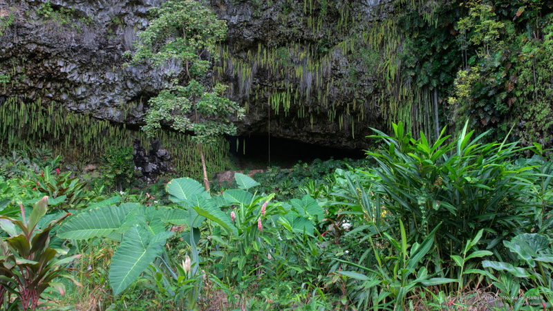 fern, Nature, kauai, grotto, 2K, hawaii