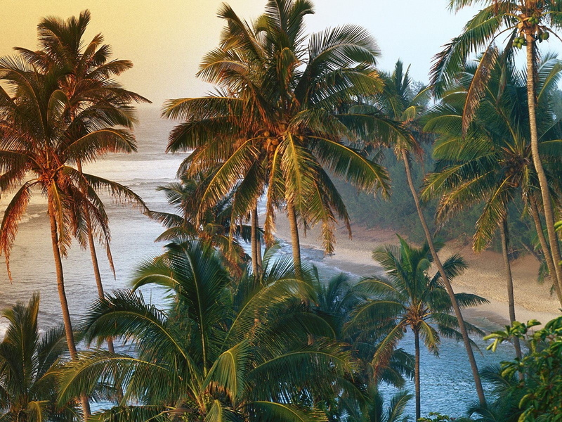 tree, land, tropical climate, hawaii, tranquil scene, sky, scenics - nature, tropical tree, coast, coconut palm tree, palm leaf, 720P, outdoors, sea, idyllic