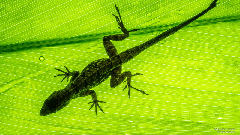 Animals, gekko, 2K, hawaii, kauai