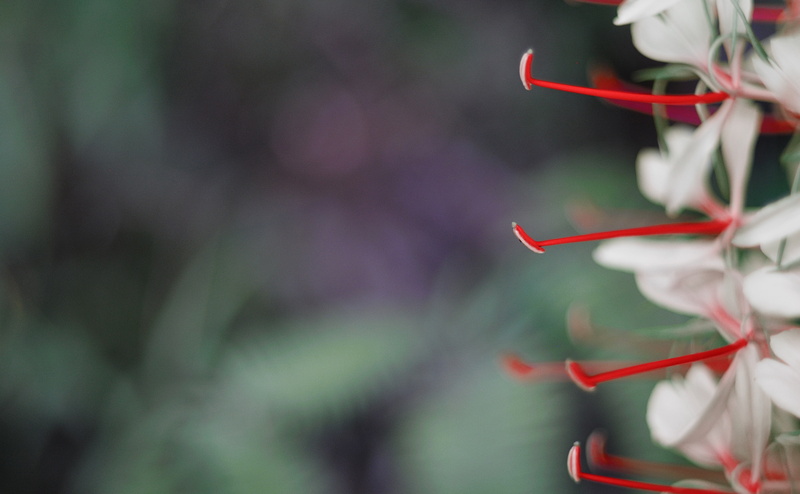 white, Flowers, vulnerability, no people, close-up, petal, green color, selective focus, flower, red, Hawaii, plant, day, freshness, Nature, beauty in nature